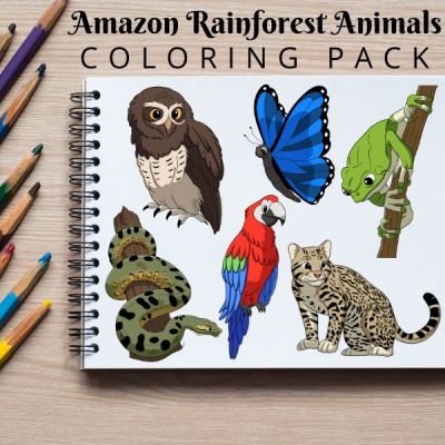 Amazon Rainforest Animals Coloring Pack Silver