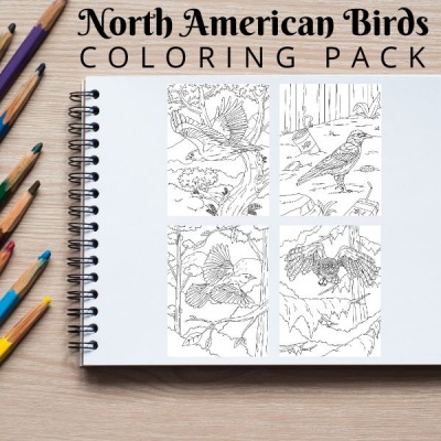 North American Birds Coloring Pack Bronze